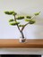 El Yapımı Cam Vazo Bonsai | Gerçek Okaliptus Gövdesi | Doğal Taşlı Masa & Ev Dekoru 1