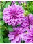 3 Adet Yıldız Soğanı Dahlia Lilac Time Soğanı Dev Yıldız Çiçeği Boy 120 Cm.... 2