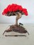 El Yapımı Kırmızı Bonsai Ağaç Dekoru – Doğal Dal Gövde & Akrilik Tabanlı Masaüstü Süs 2