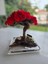 El Yapımı Kırmızı Bonsai Ağaç Dekoru – Doğal Dal Gövde & Akrilik Tabanlı Masaüstü Süs 3
