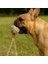 Köpek Oyun Topu 4