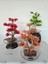 El Yapımı Epoksi Tabanlı Bonsai Ağaç Dekoru – 3 Renk Seçeneği (Yeşil, Kırmızı, Turuncu) 6