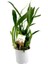 Cambria Orkide Fidesi 12 cm Saksıda 1