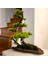 El Yapımı Bonsai Dekoru – Doğal Ağaç Kabuğu Tabanlı, Gerçek Yosunlu Yeşil Masa Üstü Ağaç 1