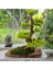 El Yapımı Bonsai Dekoru – Doğal Ağaç Kabuğu Tabanlı, Gerçek Yosunlu Yeşil Masa Üstü Ağaç 5