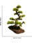 El Yapımı Bonsai Dekoru – Doğal Ağaç Kabuğu Tabanlı, Gerçek Yosunlu Yeşil Masa Üstü Ağaç 6