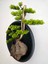 El Yapımı Driftwood Bonsai – Yeşil Şoklanmış Yosunlu Duvar Dekoru-Tablosu 4
