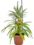 Ananas Bitkisi – Ananas Comosus – 12 cm Saksı 2