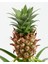 Ananas Bitkisi – Ananas Comosus – 12 cm Saksı 3