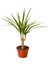 Dracena Marginata – Dracaena Marginata – 12 cm Saksı 1