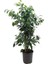 Ficus Benjamin – Ficus benjamina ‘Danielle' – 19 cm Saksı 1
