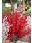 Kırmızı Yapay Berry Dalı 51 Cm, Beyaz Renkli Dekoratif Bitki Parçası 1