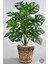 Yapay Monstera Deve Tabanı 65-70 cm Hasır2 1