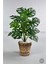 Yapay Monstera Deve Tabanı 65-70 cm Hasır2 4