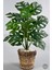 Yapay Monstera Deve Tabanı 65-70 cm Hasır2 7
