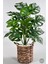 Yapay Monstera Deve Tabanı 65-70 cm Hasır1 1