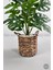 Yapay Monstera Deve Tabanı 65-70 cm Hasır1 4