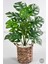 Yapay Monstera Deve Tabanı 65-70 cm Hasır1 5