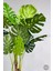 Yapay Monstera Ağacı 150 cm Bone Saksıda 5