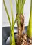 Yapay Monstera Ağacı 170 cm Bone Saksıda 4