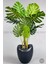 Yapay Monstera Ağacı 170 cm Bone Saksıda 6