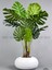 Yapay Monstera Ağacı 150 cm Bone Saksıda 1
