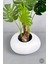 Yapay Monstera Ağacı 150 cm Bone Saksıda 2