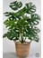Yapay Monstera Deve Tabanı 65-70 cm Hasır3 1