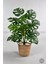 Yapay Monstera Deve Tabanı 65-70 cm Hasır3 3
