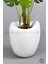 Yapay Monstera Ağacı 170 cm Bone Saksıda 2
