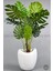 Yapay Monstera Ağacı 170 cm Bone Saksıda 4