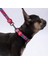 Hearts Kalp Desenli Köpek Boyun Tasması Ayarlanabilir Köpek Tasması M Size (32-48CM Boyun Aralığı) 2