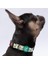 Avocado Avokado Desenli Köpek Boyun Tasması Ayarlanabilir Köpek Tasması M Size (32-48CM Boyun Aralığı) 1