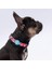 Balloons Balon Desenli Köpek Boyun Tasması Ayarlanabilir Köpek Tasması M Size (32-48CM Boyun Aralığı) 1