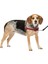 Petsafe Easy Walk Köpek Tasması 1