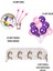 Unicorn Temalı Doğum Günü Parti Seti | 1-5 Yaş Arası | Unicorn Kız Çocuk Parti Süsleri 24 Kişilik 2