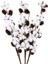 Piece Doğal Pamuk Çiçek, 6 Başlı, Doğal Kurutulmuş Çiçek Buketi, (Yurt Dışından) 1