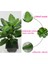 Büyük 50CM Yaprak Dökmeyen Yapay Bitki 25 Yapraklı Gerçekçi Çalı Saksı Bitkisi (Yurt Dışından) 4