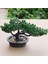 Esinti Yapay Bonsai Ağacı Sahte Bitki Saksı Dekorasyonu Yapay Houseplant (Yurt Dışından) 3