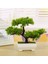 Ofis/pencere Pervazına/bahçeye Yönelik Teotake Bonsai Yapay Çam Bitkisi (Yurt Dışından) 3