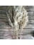 Esinti 20 Adet Kurutulmuş Küçük Pampas Çim Dekorasyon Doğal Phragmites Communi (Yurt Dışından) 4