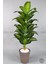 Difenbahya Ağacı 175CM Luna Saksı 5