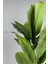 Yapay Muz Ağacı 190 cm Bone Saksı 5
