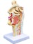 2 Pcs Insan Anatomik Nazal Boşluk Boğaz Anatomi Modeli Bilim Sınıfı Çalışma Ekran Eğitim Modeli 1 5 Kez Insan Kulak Anatomi Modeli (Yurt Dışından) 2