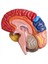 2x Serebral Anatomik Model Anatomi 1 1 Yarı Beyin Beyin Seri Öğretim Laboratuvarı Malzemeleri (Yurt Dışından) 5