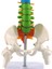 2x 45CM Pelvik Insan Anatomik Anatomik Omurga Omurga Modeli Öğrenciler Için Öğretim Kaynakları (Yurt Dışından) 5