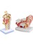 2 Pcs Insan Anatomik Nazal Boşluk Boğaz Anatomi Modeli Bilim Sınıfı Çalışma Ekran Eğitim Modeli 1 5 Kez Insan Kulak Anatomi Modeli (Yurt Dışından) 1