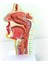 2 Pcs Insan Anatomik Nazal Boşluk Boğaz Anatomi Modeli Bilim Sınıfı Çalışma Ekran Eğitim Modeli 1 5 Kez Insan Kulak Anatomi Modeli (Yurt Dışından) 4