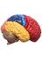 2x Serebral Anatomik Model Anatomi 1 1 Yarı Beyin Beyin Seri Öğretim Laboratuvarı Malzemeleri (Yurt Dışından) 4
