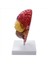 3x Serebral Anatomik Model Anatomi 1 1 Yarı Beyin Beyin Seri Öğretim Laboratuvarı Malzemeleri (Yurt Dışından) 5